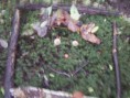 /album/integratie-3kk-1l/herfstwandeling-2-315-jpg/